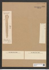 Clavicula polymorpa var. ? platycephala Grun. (de-Toni-Nr.: Genus 75, Species 2800) Zeichnungen Sammlung Grunow Nr. 5754 (NHMW-BOT-W0374144)